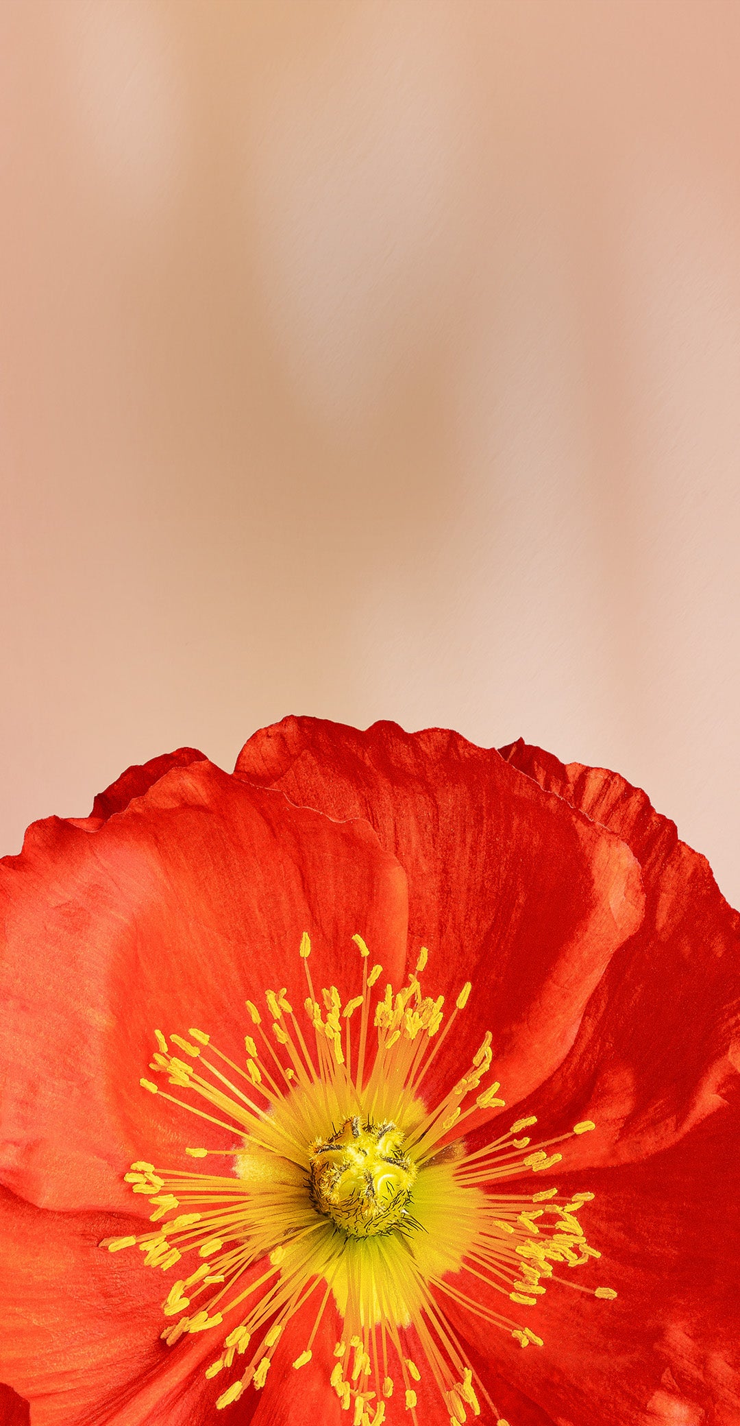 Tieks flower deals